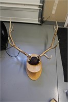 Elk Rack