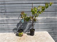 2 Seedless Grape Plants