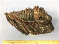 8" x 4 4/2" chunk of fossilized, stabilized mammot