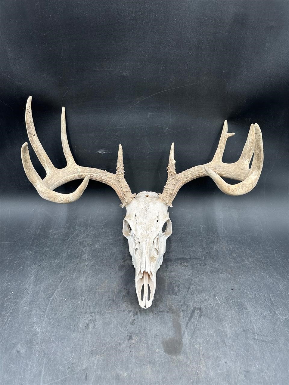 European Antler Mount