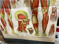 Chart of the Muscular System