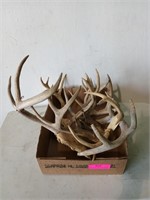 Assorted deer antlers