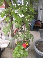 Fig Tree in Planter, Approx 64 in Tall Live Plant
