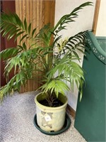 plant with pot