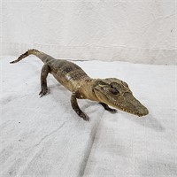 Vintage taxidermy tiny crocodile