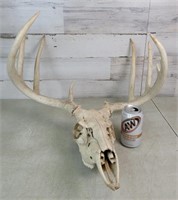Skull w/Antlers