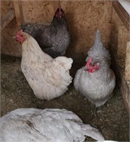 1 Dozen-Hatching Eggs-Mottled Lavender Orpington