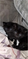 Male-Domestic Kitten-black,8 weeks at pickup
