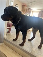 Male-Rottweiler-2 years, neutered