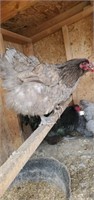 1 Dozen-Hatching Eggs-Lavender Orpington