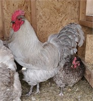 1 Dozen-Hatching Eggs-Orpington/Turken/Silkie/Poli