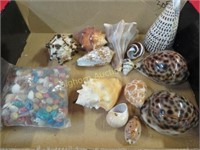 Sea Shells Various Sizes & Styles