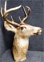 8-Point Whitetail Buck Deer Taxidermy Mount