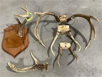 Assortment of (5) Deer Antlers