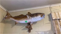 TROPHY RED FISH OVER 4 FT LONG