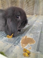 Mini lop rabbit 9 week olds Black doe