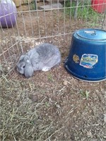 Mini lop rabbit 9 week olds grey buck BR