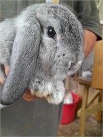 Mini lop rabbit 9 week olds grey buck BL