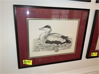 FRAMED AND MATTED EIDER DUCK PRINT 33 IN X 27 IN