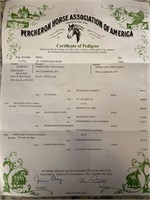 registered Percheron mare