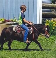 8 year old Pony gelding