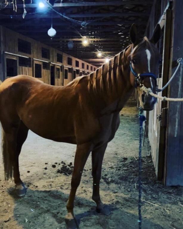 Boot Leg Betty - Reg 9 YO TWH Mare