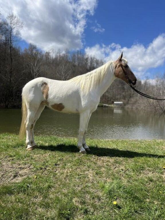 Bella - 9 YO Palomino & White Spotted Mare