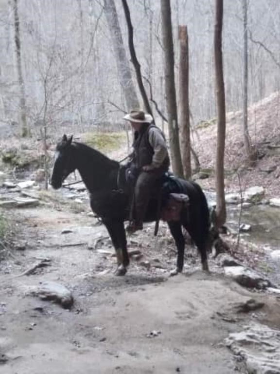 Lobo - 9 Year Old Black Gelding