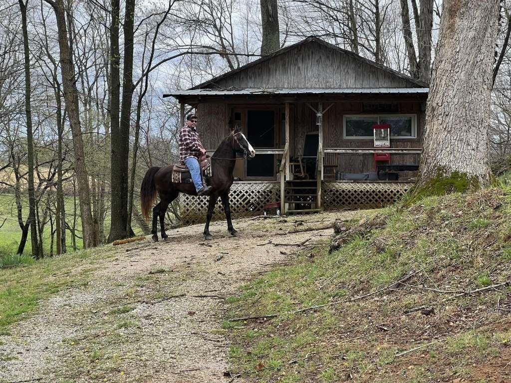 Honcho - 9 YO Black Gelding