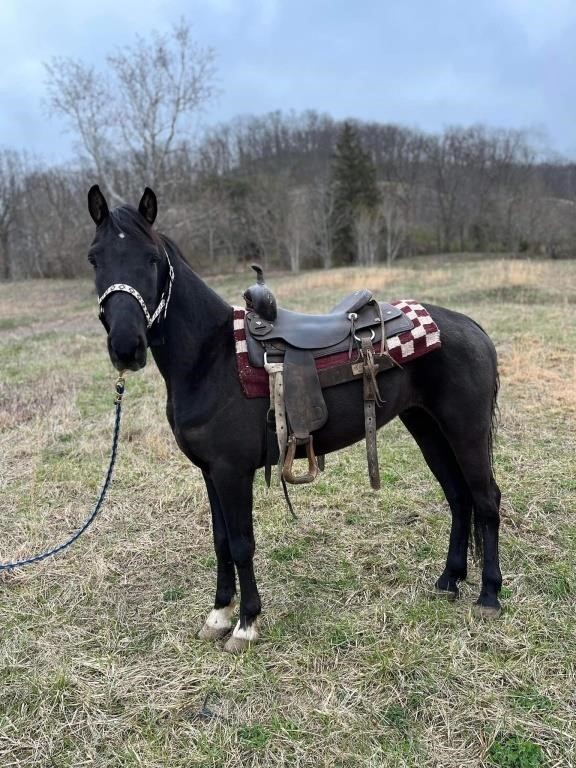 Junior - 5 YO Rocky Mountain Gelding