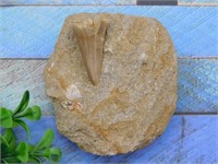 DINOSAUR TOOTH IN MATRIX ROCK STONE LAPIDARY SPECI