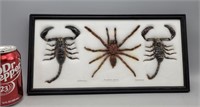 Scorpions Framed 15.5" × 8"