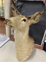 Deer Head Mount with 8 points, 33" tall