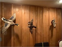 3 Taxidermy Ducks