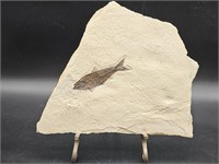 Stone Slab w/ Fish Fossil