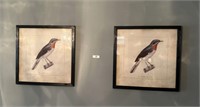 2 Framed Bird Prints