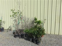 Assorted Nursery Plants and Trees