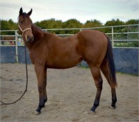 Willamette Zee-Yearling-15.2HH-Gelding