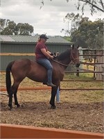(VIC) DELIGHTFUL GRACE - THOROUGHBRED MARE