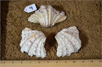 3 Clam Seashell Halves