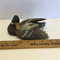 Mallard Duck Fluffing His Feathers Green Head