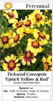 6 Yellow & Red Coreopsis Plants