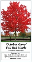 2 October Glory Fall Red Maple Trees