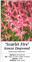 Pink Fire Kousa Dogwood Tree