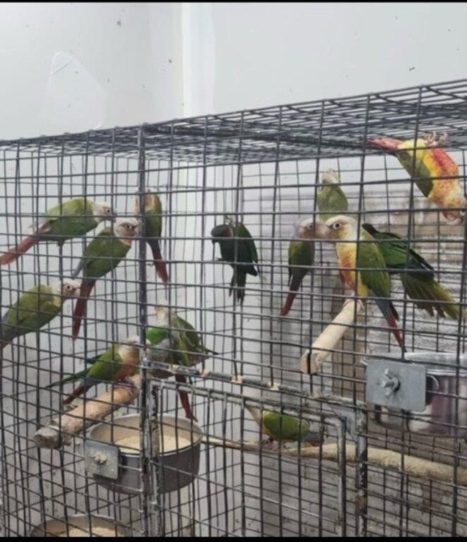 5 Pairs 2023 Pineapple Conures 2019-23
