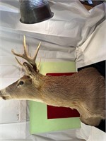 **8 POINT DEER SHOULDER MOUNT