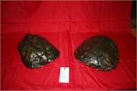 2 Mississippi Snapping Turtle Shells