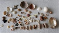 estate seashell collection fossils too!
