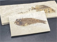 Fish, Fossil, Rock, Natural, Decor, Collectible, P