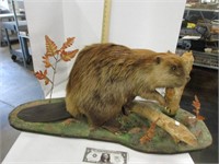 Taxidermy beaver Mount